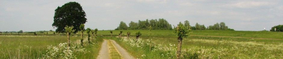 Wildpflanzen-Blog