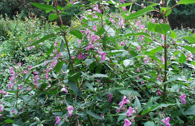impatiens_glandulifera Drüsiges Springkraut
