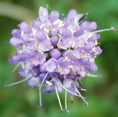 succisa_pratensis Teufelsabbiss