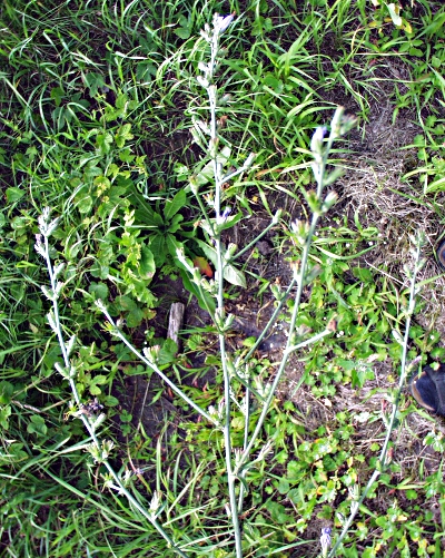 wegwarte_nachmittags