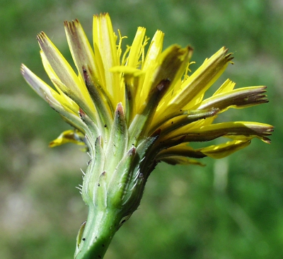 hypochaeris_bluetenkorb