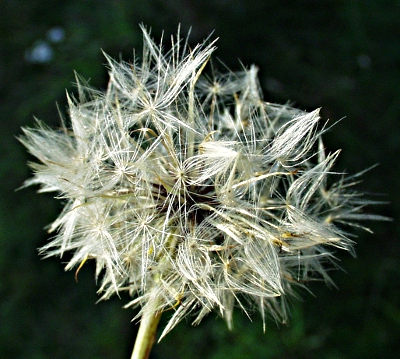 hypochaeris_fruechte