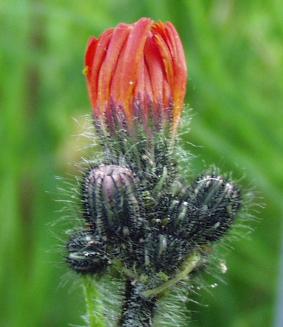 mausohrhabichtskraut