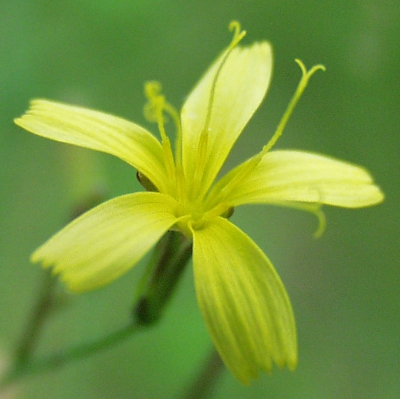 mycelis_muralis_bluete