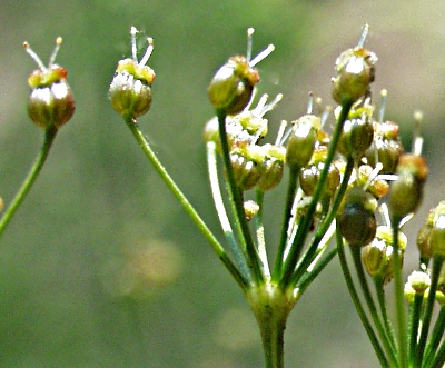 Kümmelfrüchte carum_carvi_frucht