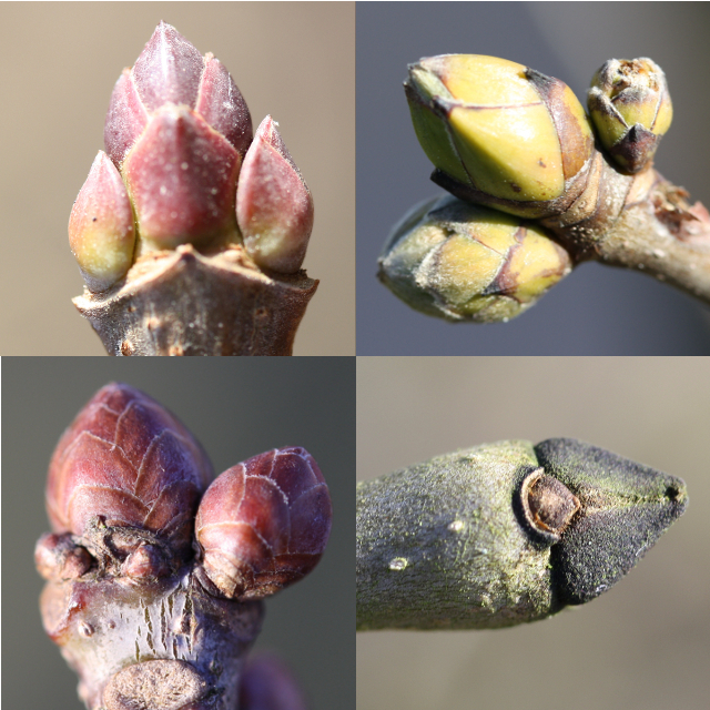 Spitzahorn (o.l.) und Bergahorn (o.r.). Unten links erkennt man die Knospen der Stiel-Eiche, rechts die schwarzen Winterknospen der Gewöhnlichen Esche
