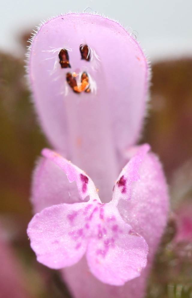 Blüte der Roten Taubnessel