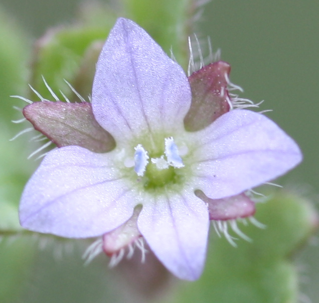 Blüte des Efeublättrigen Ehrenpreis, vielleicht 4 mm breit